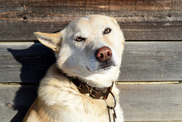 Dog body language: scared dog with ears flattened