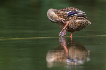 Stockente (Anas platyrhynchos) Weibchen
