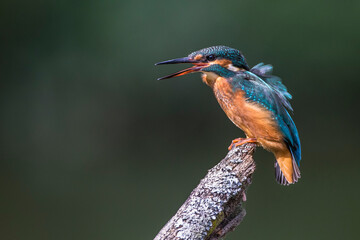 Eisvogel (Alcedo atthis)