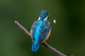 Obraz premium Eisvogel (Alcedo atthis) schüttelt Speiballen weg