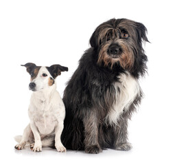 jack russel terrier and Pyrenean Sheepdog