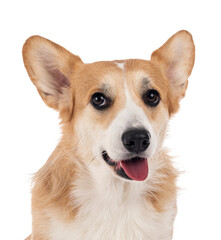 young Pembroke Welsh Corgi