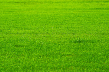 Obraz na płótnie Canvas Football field nature green grass in background