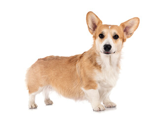 young Pembroke Welsh Corgi