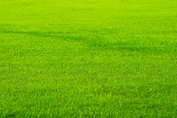 Fototapeta na wymiar fresh nature green grass in the garden