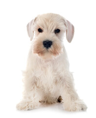 white miniature schnauzer in studio