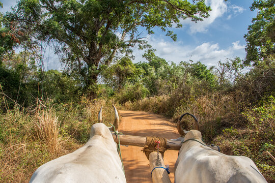Paseando por Sri Lanka con carro tirado por bueyes
