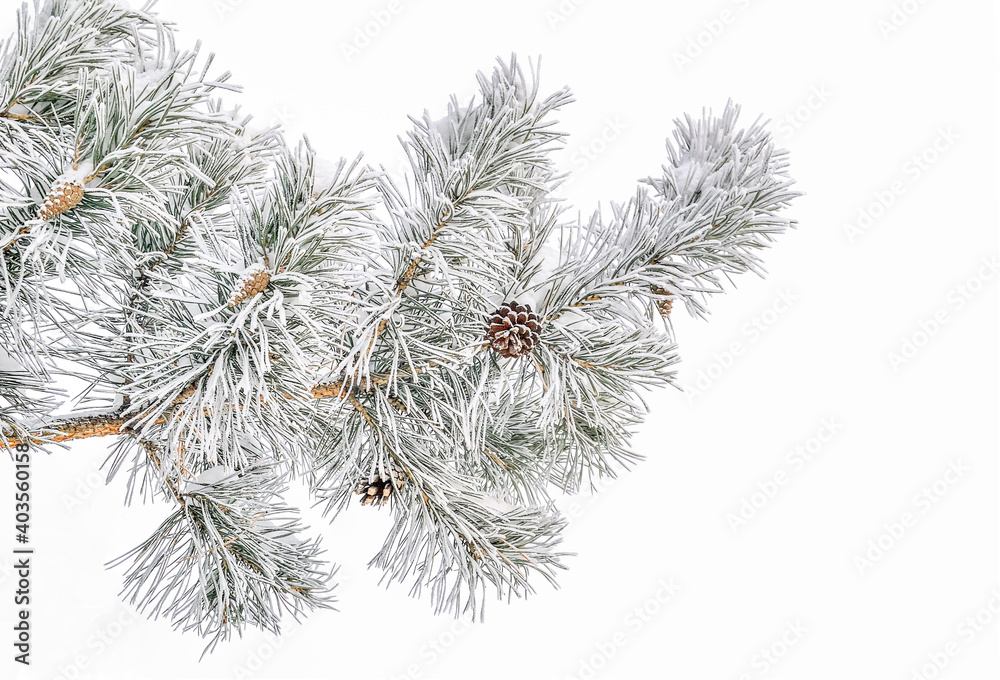 Wall mural pine tree branch with cones and hoarfrust or rime and snow on green needles close up on white backgr