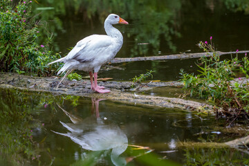 Graugans (Anser anser) weiße Variante