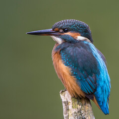 Eisvogel (Alcedo atthis)