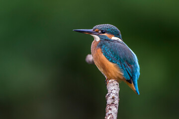 Eisvogel (Alcedo atthis)