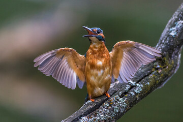 Eisvogel (Alcedo atthis) Männchen, Drohhaltung