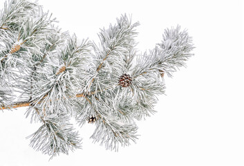 Pine tree branch with cones and hoarfrust or rime and snow on green needles close up on white background isolated