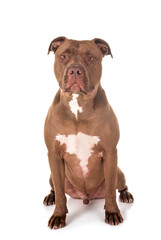 Fototapeta premium american pitbull in studio