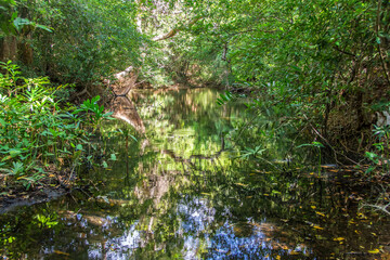Sri lanka. Humedales y zonas pantanos. paseo en canoa