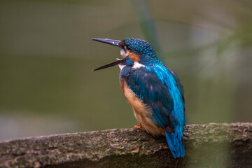 Eisvogel (Alcedo atthis) würgt Speiballen aus