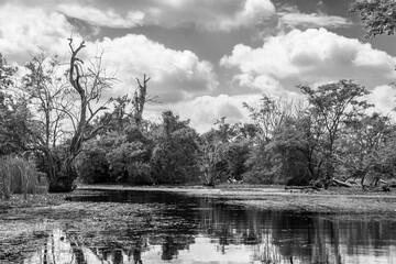 Sri lanka. Humedales y zonas pantanos. paseo en canoa