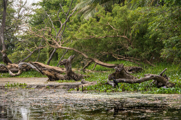 Sri lanka. Humedales y zonas pantanos. paseo en canoa