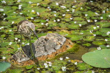 Garza en Sri Lanka