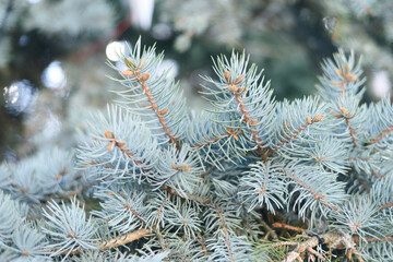 Naklejka na ściany i meble A beautiful fresh twig of the fir tree. Background for your projects.