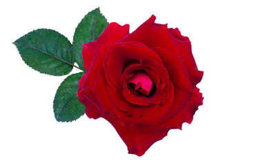 Red rose with leaf isoleted on white background.