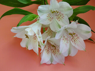white freesia flowers on pink background