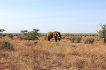 Obraz premium elephant in African savannah