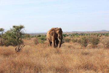 Obraz na płótnie Canvas elephants in the savannah