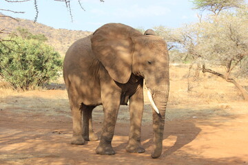 Fototapeta na wymiar african elephants in the wild