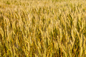 Landscape with a view of the field with ripe wheat