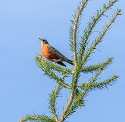 #American Robin in Douglas fir tree@Clear Creek Nature trail/Silverdale