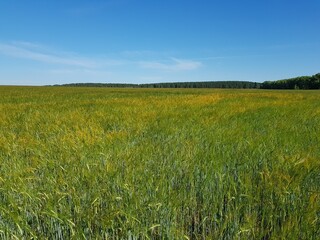 Green large field of wheat ears