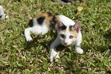 Cute young Calico in a garden