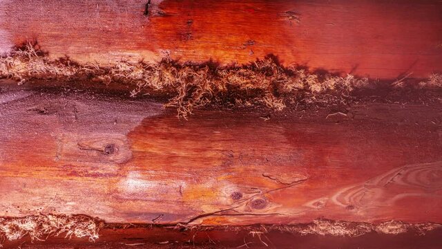 Warm house made of mahogany logs. Forest hut. Hunting hut. A lot of steam comes out of a hot Russian bath. The frost melts on the logs with moss insulation. Time-lapse. Cleanliness and body care.