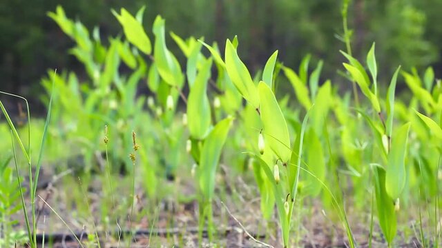 Plant with white flowers bells, Polygonatum or Solomon Seal, blooms in coniferous forest in sunny meadow, use of wild organic herbs in traditional medicine