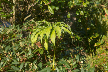 Fototapeta na wymiar Umbrella Shape Green Leaves of a Himalayan Cobra Lily (Arisaema consanguineum) Growing in a Garden in Rural Devon, England, UK