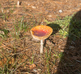 Autumn Colour of a Poisonous Fly Agaric Mushroom (Amanita muscaria) Surrounded by Pine Needles on the Floor of a Forest in Rural Devon, England, UK