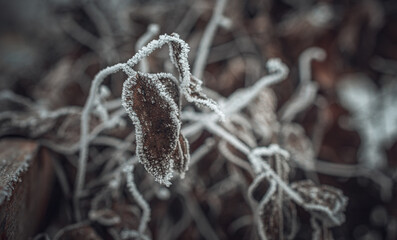 Frosen nature