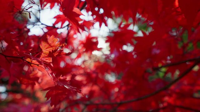 Red maple leaves moving on wind