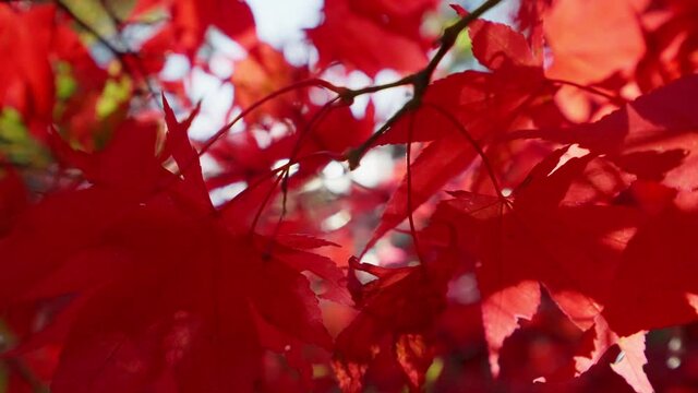 Red maple leaves moving on wind