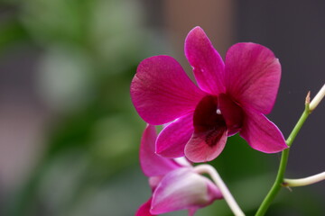 close up image of beautiful purple dendrobium orchid flowers isolated on blur background, out of focus