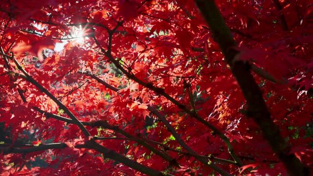 Red leaves maple tree in a garden