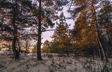 Fototapeta premium Winter forests