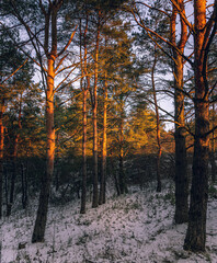 Winter forests