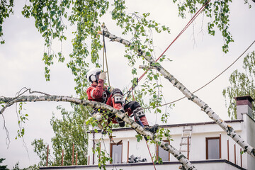Arborist cuts branches on a tree with a chainsaw, secured with safety ropes.