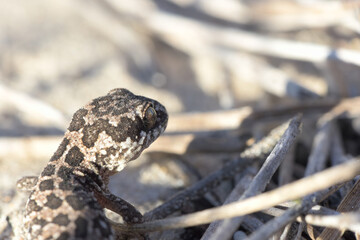 Lizzard