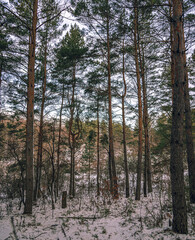 Obraz premium Winter forests