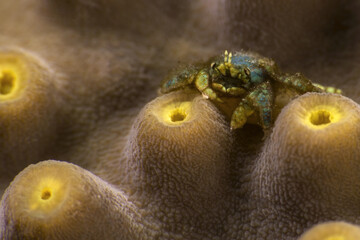 Coral gall crab (Pseudocryptochirus viridis). Romblon, Philippines.