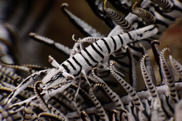 Crinoid Shrimp ( Laomenes amboinensis ). Romblon, Philippines. 