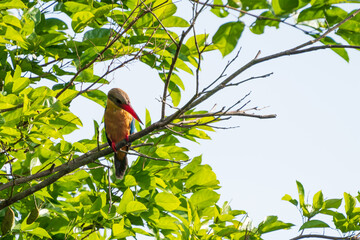 Stork-billed kingfisher perching on the tree branch.